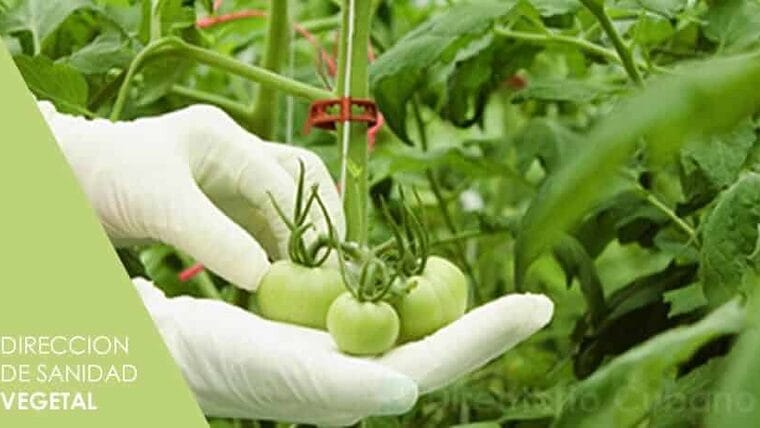 Trámites dirección de Sanidad Vegetal