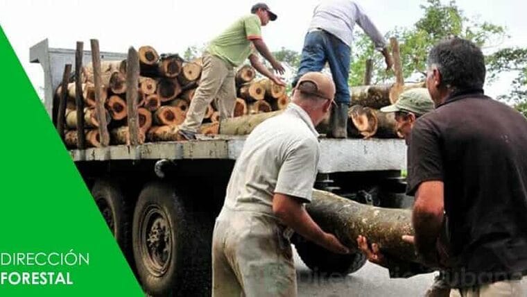 Informaciones Dirección Forestal