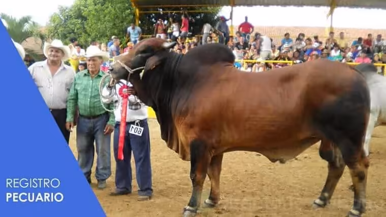 Registro Pecuario