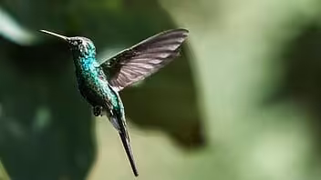 Conozca la naturaleza de Cuba