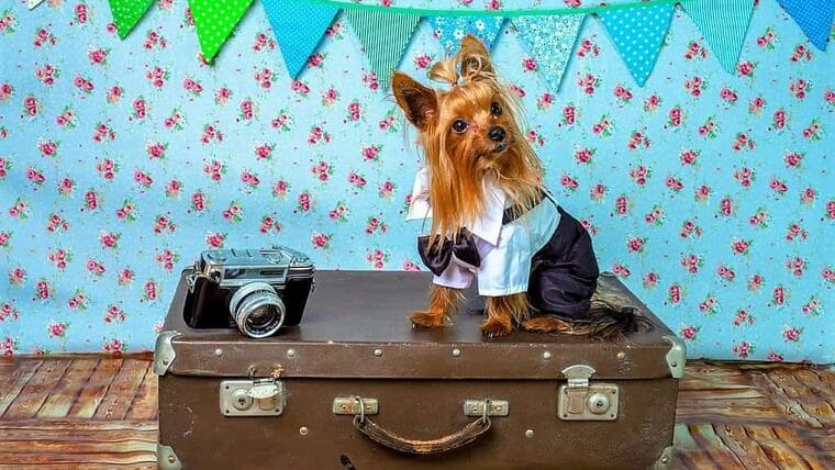 ¿Cómo llevar una mascota a Cuba?