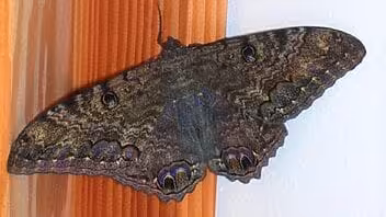 La leyenda de la mariposa Tatagua de Cuba