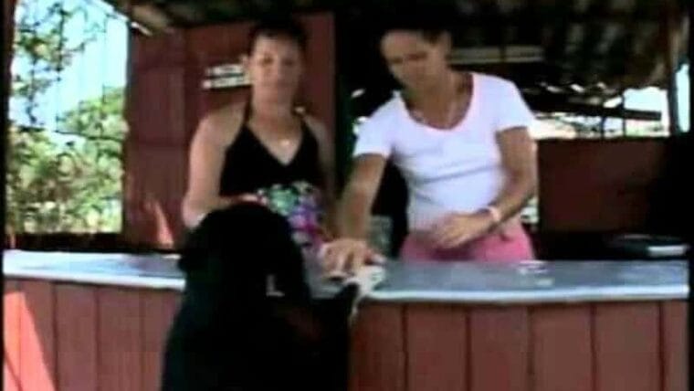 Un perro que se compra su propia comida en Cuba