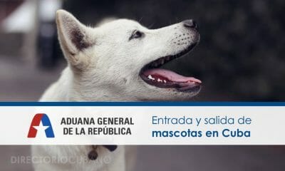 Entrada y salida de mascotas en Cuba 5 Entrada y salida de mascotas en Cuba 5