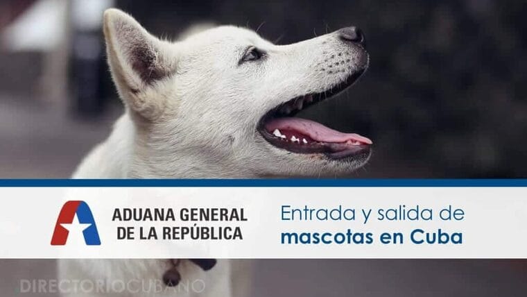 Entrada y salida de mascotas en Cuba