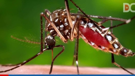 Medio centenar de casos de dengue en Florida vinculados con viajes a Cuba