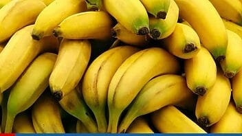 El Plátano: beneficios, usos y sus propiedades