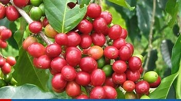 El Café: beneficios, usos y sus propiedades