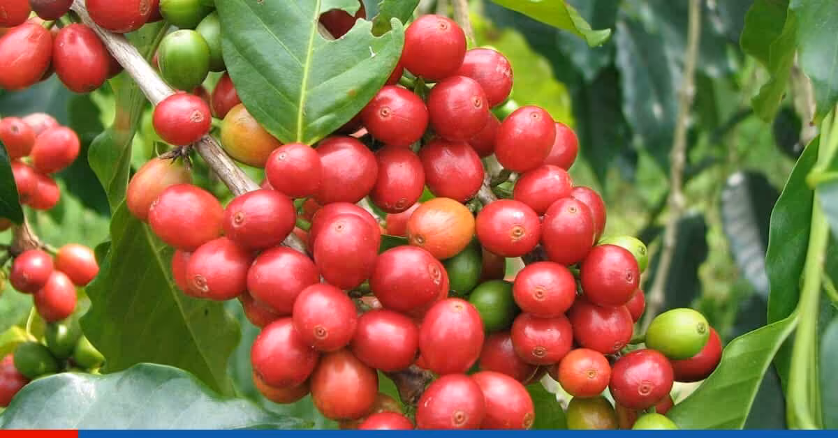 El Café: beneficios, usos y sus propiedades
