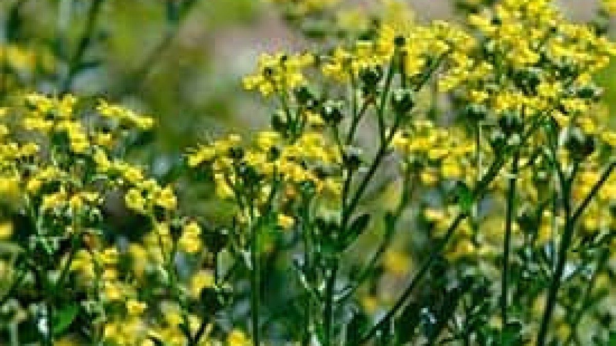 Yerba Ruda Ruda: beneficios, usos y sus propiedades