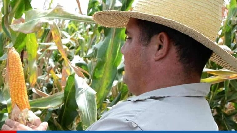 Insólito: un solo campesino produce más alimentos que 3 municipios en Cuba