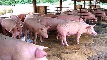 Negocio privado de carne de cerdo será el primero en recibir inversión extranjera