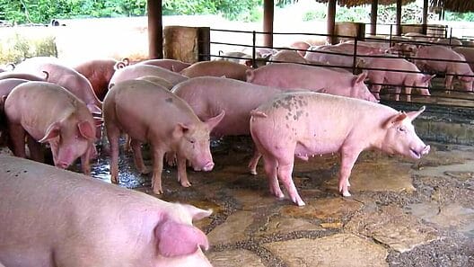Cuba duplica importación de carne de cerdo, pero su impacto es mínimo