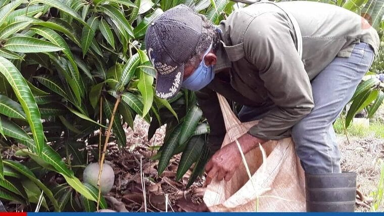 Tormenta severa en Cuba afecta exportación de mango a Canadá