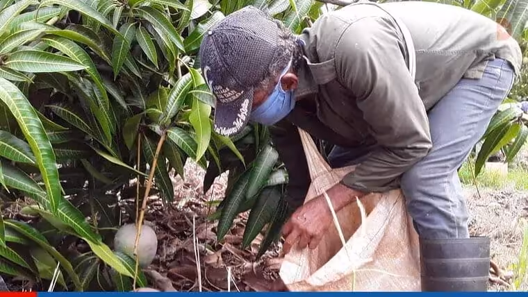 Tormenta severa en Cuba afecta exportación de mango a Canadá