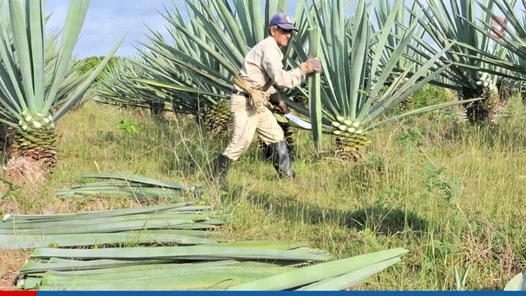 Los cubanos apuestan por el detergente de maguey