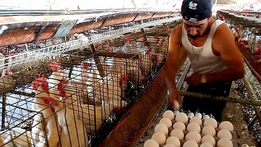 Continuará la escasez de huevos en Cuba: no hay alimentos para las gallinas