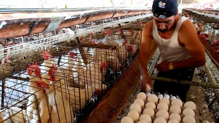 Cuba busca producir más huevos y pollos