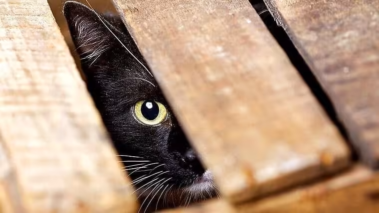 Disponen captura de animales y vacunación masiva en Mayarí tras evento de Rabia en humanos