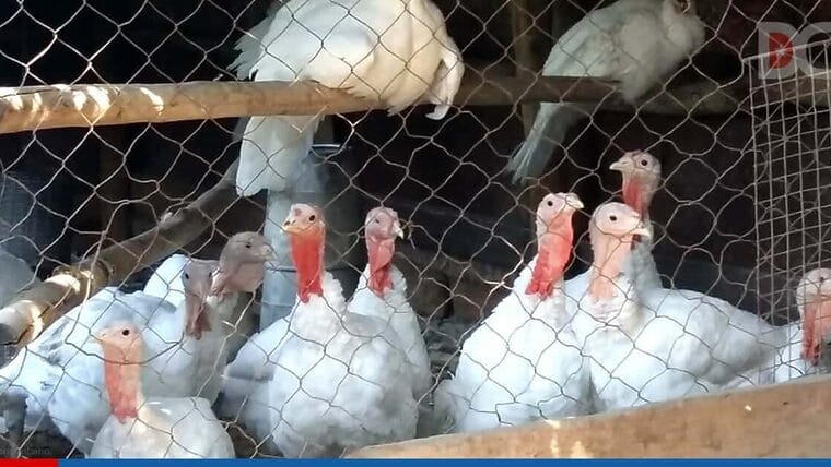 Cuba le apuesta a la cría de pavos