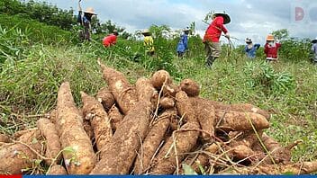 Yuca y boniato, alternativas al pienso para la crianza de cerdos en Cuba