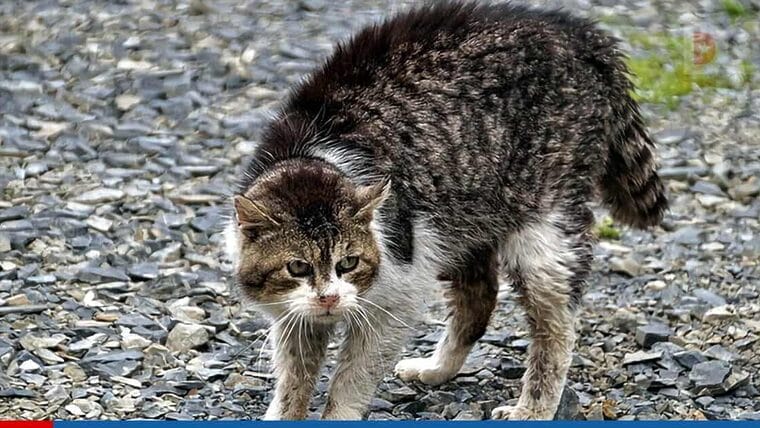 Nuevo foco de rabia en Holguín con otras tres personas agredidas por un gato