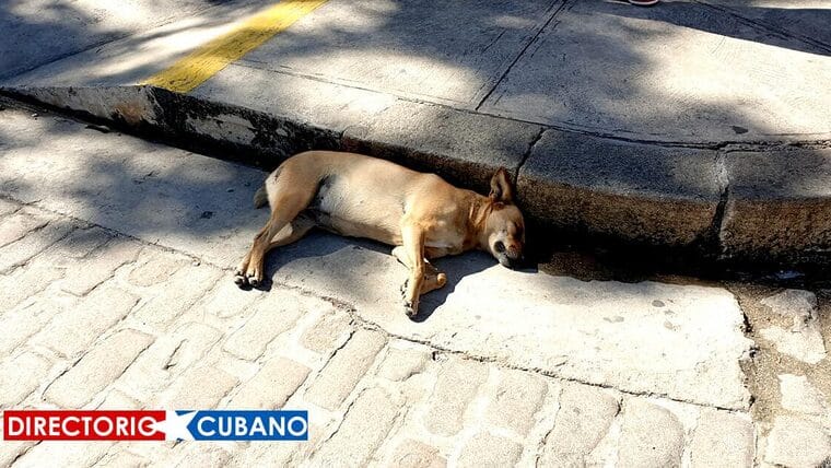 Decreto-Ley de Bienestar Animal aprobado en Cuba establece la conducta a seguir con los animales callejeros