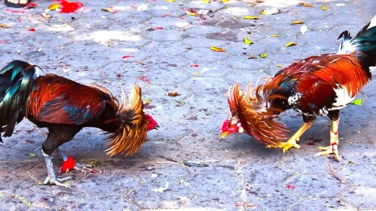 Polémica con Ley de Bienestar Animal en Cuba: permiten peleas de gallos y sacrificios religiosos
