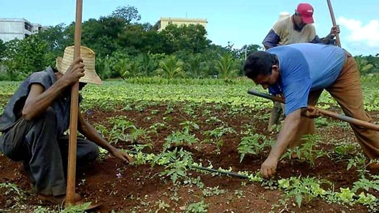 Producción de Alimentos en Cuba: se cultiva menos de la mitad de las tierras disponibles 