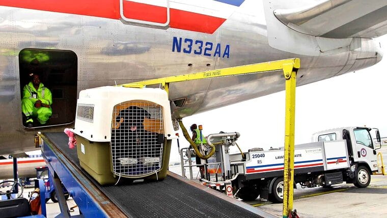 ¿Viaje con perros desde Cuba? Conozca el nuevo requisito que exige Estados Unidos 