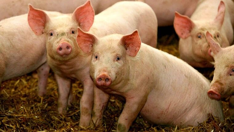 Cuba adopta medidas ante cercanía geográfica de la gripe porcina