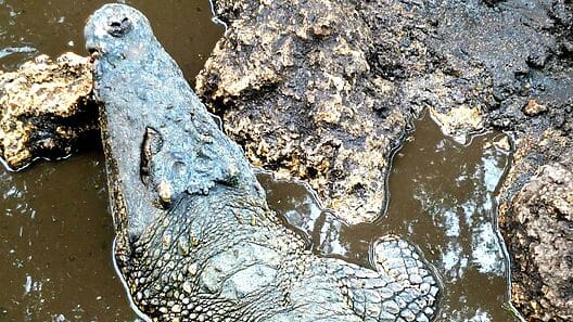 ¿Cocodrilos en Sagua de Tánamo? Autoridades cubanas aclaran dudas sobre el suceso