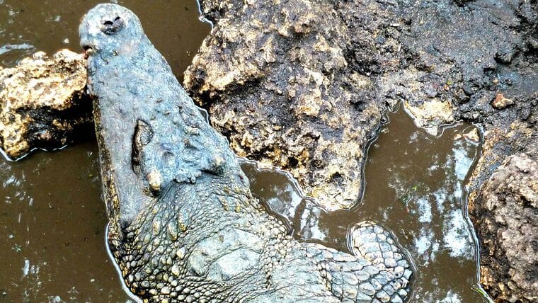¿Cocodrilos en Sagua de Tánamo? Autoridades cubanas aclaran dudas sobre el suceso