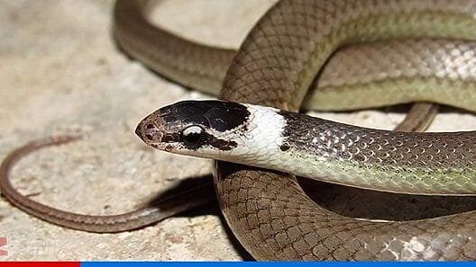 Descubren una nueva especie de culebra en el oriente de Cuba