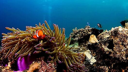 Retoman concurso de fotografía subacuática en Cienfuegos de forma presencial