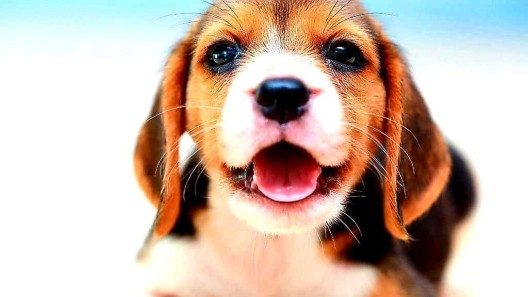 Trágica muerte de una anciana por ataque de un perro en el sur de la Florida