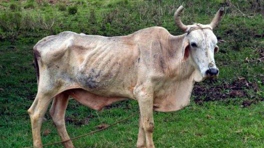 Se incumplen los planes de leche, cultivos varios y carne de cerdo en Villa Clara