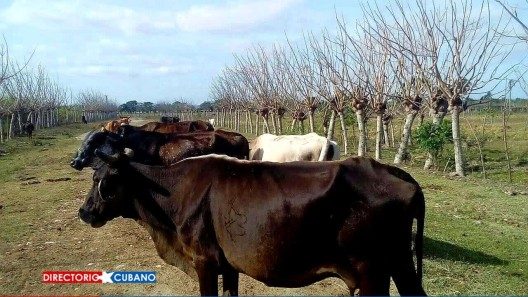 Atrapan a tres matarifes de ganado mayor en Villa Clara
