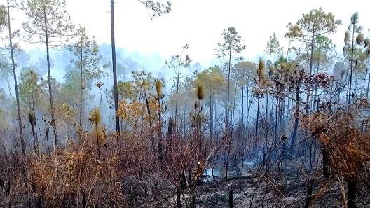 Controlan incendio forestal en Pinar del Río (+Vídeo)