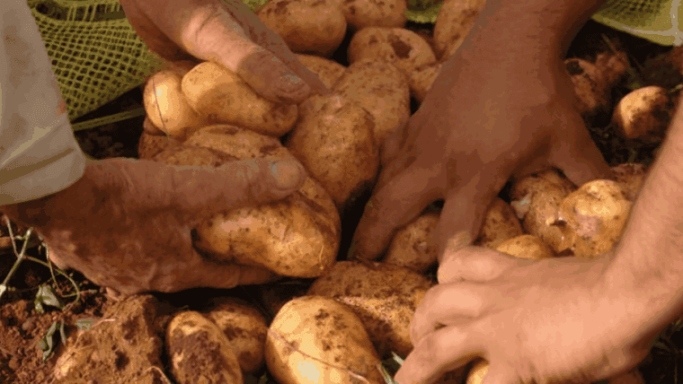 Así será la distribución de papas en Cuba este año