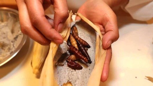 Insectos y medusas podrían asegurar alimentación ante escasez de productos