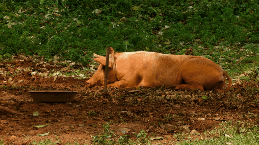 Precios en dólares de la carne de cerdo que se vende en Cuba