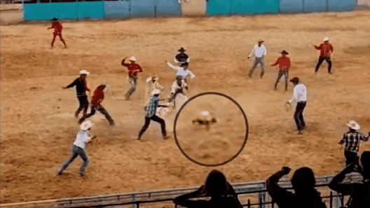Ministerio de la Agricultura repudia maltrato animal en pista de rodeo de Boyeros