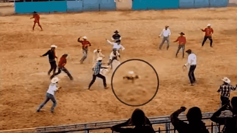 Ministerio de la Agricultura repudia maltrato animal en pista de rodeo de Boyeros