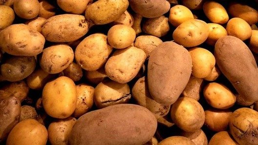 Repartirán otra ronda de papas para los habaneros