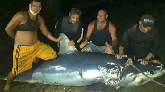 Capturan un gran tiburón en Baracoa