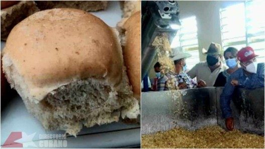 Pan con harina de yuca para sustituir importaciones de trigo