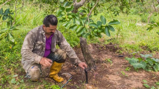 Medio oficial cubano destaca las propiedades de la orina como fertilizante