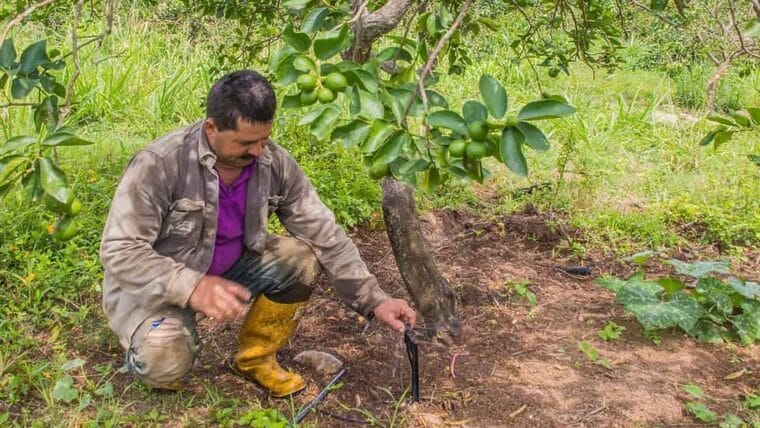 Medio oficial cubano destaca las propiedades de la orina como fertilizante