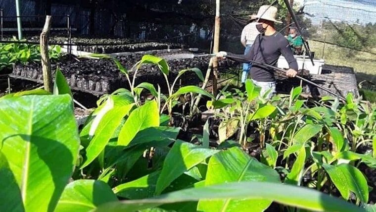 “En unos meses van a escasear más los productos agrícolas”, afirma campesino cubano